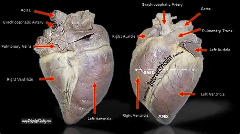  Love Anatomy การผ่า dissection อันเจ็บปวดของหัวใจวัยรุ่น